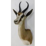 Taxidermy: South African Springbok (Antidorcas marsupialis), modern, high quality shoulder mount