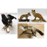 Taxidermy: Red Fox, Pine Marten, Black Grouse, circa late 20th century, two full mount adult Red