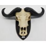 Antlers/Horns: Cape Buffalo (Syncerus caffer), circa late 20th century, adult horns on cut upper