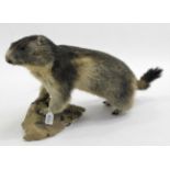 Taxidermy: Alpine Marmot (Marmota marmota), circa late 20th century, full mount adult with head