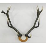 Antlers/Horns: European Red Deer Antlers (Cervus elaphus), circa 1987, a set of adult antlers on cut