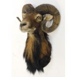 Taxidermy: European Mouflon (Ovis aries musimon), circa late 20th century, small adult shoulder