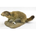 Taxidermy: Alpine Marmot (Marmota marmota), circa late 20th century, full mount adult with head