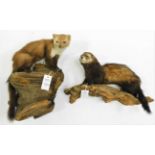 Taxidermy: Countryside Animals, circa late 20th century, to include a full mount Polecat mounted