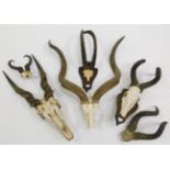 Antlers/Horns: African Hunting Trophy Horns, circa 1980's, a selection of various trophy horns to