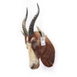 Taxidermy: A Blesbok Neck Mount (Damaliscus pygargus phillipsi), modern, a neck mount facing