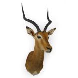 Taxidermy: Common Impala (Aepyceros melampus), modern, high quality shoulder mount looking