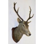 Taxidermy: European Red Deer (Cervus elaphus) circa 1931, neck mount looking straight ahead, 7