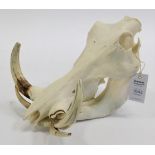 Skulls/Anatomy: African Common Warthog Skull, circa late 20th century, complete prepared bleached