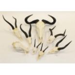 Antlers/Horns: A Selection of African Hunting Trophy Skulls, a varied selection of African hunting