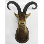 Taxidermy: Western Spanish Ibex (Capra pyrenaica victoriae), circa 1976, Sierra De Gredos Spain,