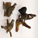 Taxidermy: Game Birds circa late 20th century, to include - a full mount Dusky Grouse cock bird in