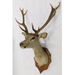 Taxidermy: European Red Deer (Cervus elaphus), circa late 20th century, female shoulder mount with