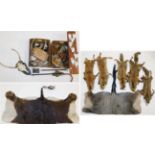 Hides/Pelts/Collectibles: A Quantity of Various Collectibles, including - five Red Fox pelts,