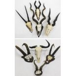 Antlers/Horns: African Hunting Trophy Horns, circa 1980's, a selection of various trophy horns to