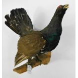 Taxidermy: European Capercaillie (Tetrao urogallus), circa late 20th century, a high quality large