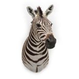 Taxidermy: Burchell's Zebra (Equus quagga), modern, a superb quality shoulder mount with head