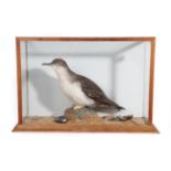 Taxidermy: Manx Shearwater (Puffinus puffinus), circa late 20th century, full mount perched atop a