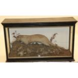 Taxidermy: A Large Late Victorian Cased Eurasian Otter, circa 1880-1900, a full mount adult facing