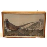 Taxidermy: A Cased Diorama of British Game Birds, circa 1900, containing a pair of Ring-necked