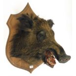 Taxidermy: European Wild Boar (Sus scrofa), circa 1976, by Christian Duport, Taxidermy, France, head