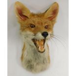 Taxidermy: Red Fox Mask (Vulpes vulpes), circa late 20th century, adult shoulder mount with head