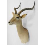 Taxidermy: Common Impala (Aepyceros melampus), circa late 20th century, shoulder mount with head