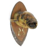 Taxidermy: A Preserved and Mounted Cat Fish Head, head mount on shield with mouth agape, 30cm from