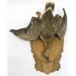 Taxidermy: Greylag Goose (Anser anser), circa 1956, Stehle Villingen, West Germany, a full mount