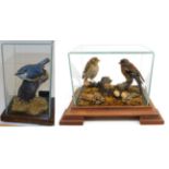 Taxidermy: A Nuthatch and a pair of Chaffinches, circa late 20th century, by Briden Taxidermy,