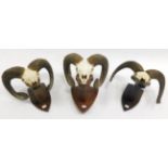 Antlers/Horns: European Mouflon (Ovis aries musimon), circa 1970, three sets of adults horns,