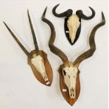 Antlers/Horns: African Hunting Trophies circa 2005, a collection of hunting trophies to include -