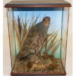 Taxidermy: A Cased Grey Partridge (perdix perdix) circa late 20th century, full mount adult standing