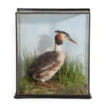 Taxidermy: A Cased Great Crested Grebe (Podiceps cristatus), by J.E. Shelbourne, 21 Amy Street,