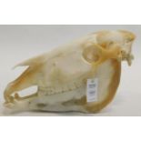 Skulls/Anatomy: Burchell's Zebra Skull (Equus quagga), modern, complete bleached skull, 50cm by 28cm