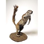 Taxidermy: Southern Ground Squirrel (Xerus inauris), modern, a full mount standing upon its hind