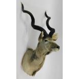 Taxidermy: Cape Greater Kudu (Strepsiceros strepsiceros), circa late 20th century, shoulder mount