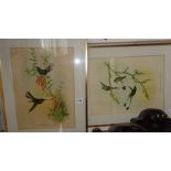 Pair of colour prints of humming birds after J. Gould & W. Hart