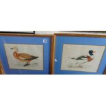 Pair coloured printed studies of Sheldrake ducks