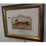 Four framed colour prints of ducks