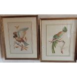 Pair of watercolours of birds, 16" x 12", signed