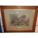 Large Victorian pencil sketch of a tiger in a maple frame, signed John Cooper