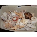 Shoebox of tropical shells