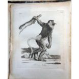 1811 Illustrated book of 53 plates engraved by P. Mazell of quadrupeds, and pinnated quadrupeds, ti