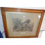 Large Victorian pencil sketch of a tiger in a maple frame, signed John Cooper