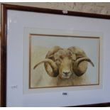 Watercolour of a Ram's Head by Iris TREVETT