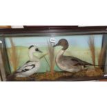 TAXIDERMY: Two stuffed ducks in a case with foliage including a Smew