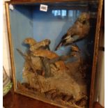 Victorian cased taxidermy scene of a Stoat and a Jay