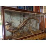 Taxidermy: Large Edwardian cabinet enclosing an impressive Reeves pheasant with fully unfurled tail