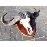 Taxidermy - a Cape Buffalo Skull mounted on a shield of Iroko or Sapele,